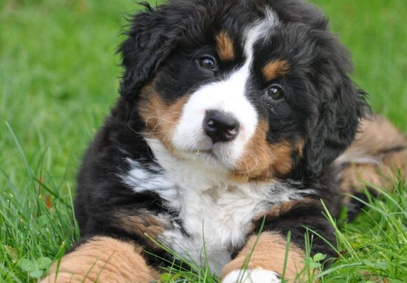 The Surprising Benefits of Turmeric in Your Dog’s Diet